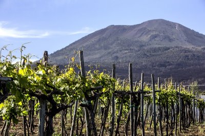 POMPEI RUINS and WINE TASTING