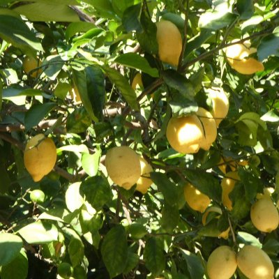 SORRENTO TRADITION: FARM TO TABLE 