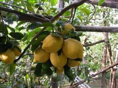 SORRENTO TRADITION: FARM TO TABLE 